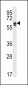 CYP2S1 Antibody (C-term)